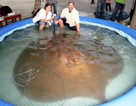 090226-giant-stringray-picture-missions_big 090226-giant-stringray-picture-missions_big